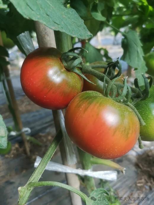 有机番茄 商品图5