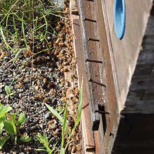 正安·东北椴树蜂蜜  源自东北长白山自然保护区 封盖≥7天自然成熟  500g/瓶 商品图3