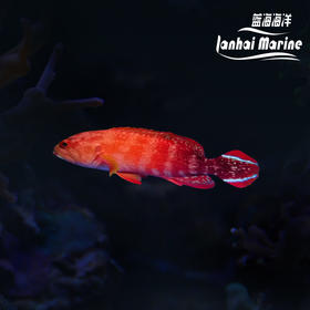凤尾斑