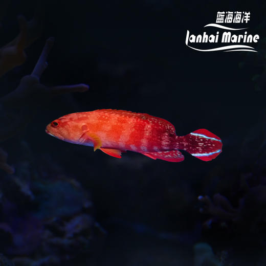 凤尾斑 商品图0