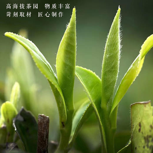 茉莉龙珠，万朵花魂入茶骨，四窨一提，鲜灵而别具冰糖甜【G】 商品图3