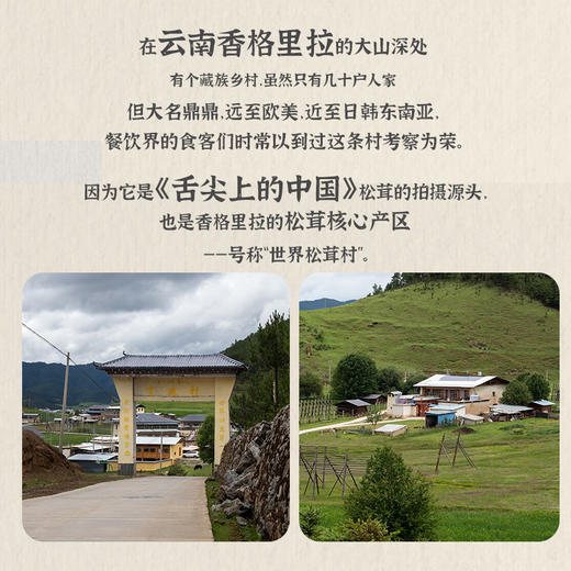 单珍卓玛手摘 香格里拉 鲜松茸 500g/1000g 商品图2