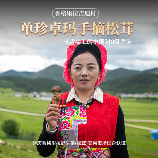 单珍卓玛手摘 香格里拉 鲜松茸 500g/1000g 商品图1
