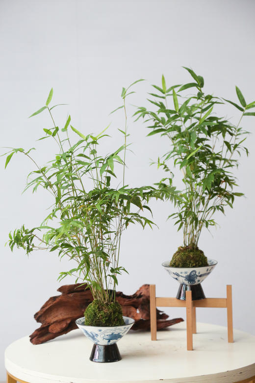 苔藓球姬翠竹 商品图0