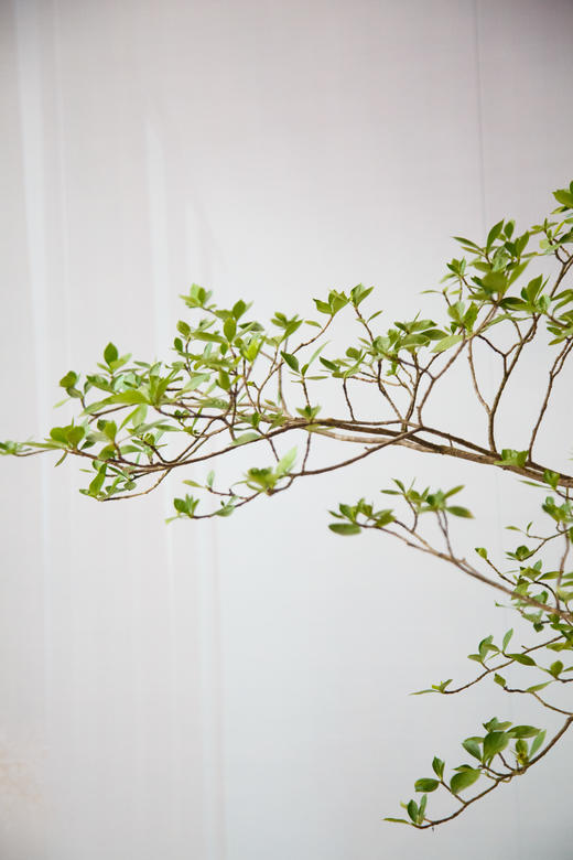 海岛栀子花 商品图1