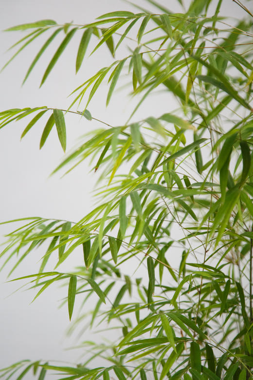 内门竹 商品图2