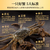  【阳澄湖大闸蟹】蟹中珍品，膏满黄肥，鲜活捕捞，震撼上市！阳澄湖顺丰冷链直发，买就送法国原装红酒！所有套组，买五赠一，买十赠二！ 商品缩略图7