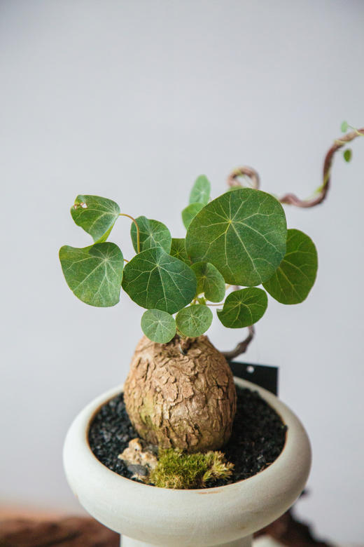 山乌龟 商品图1