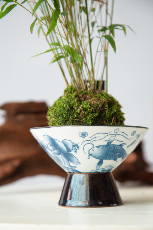 苔藓球姬翠竹 商品图1