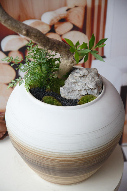 海岛栀子花 商品图1