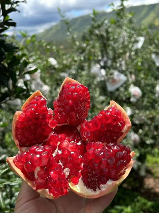 周五配送！石榴中的爱马仕～会理软籽石榴，圆润饱满，红透晶莹，籽都能吃，一咬爆汁！单果1-1.2斤，4个一组 商品图1