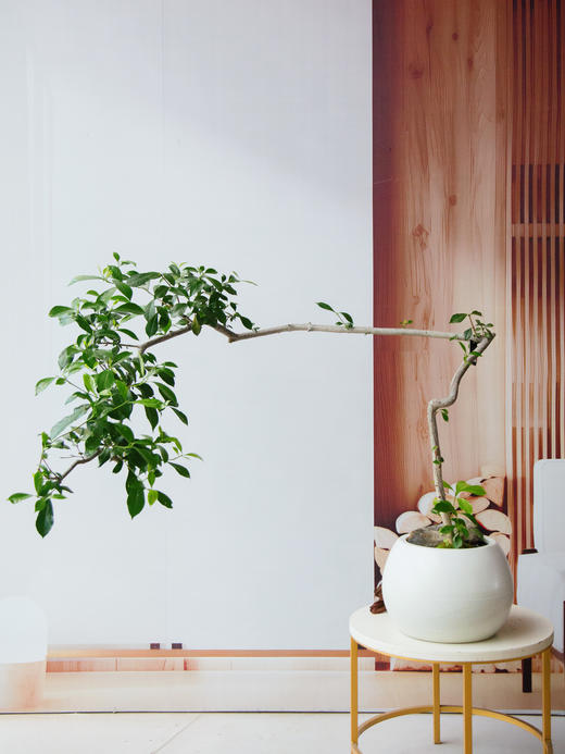 造型栀子花 商品图0