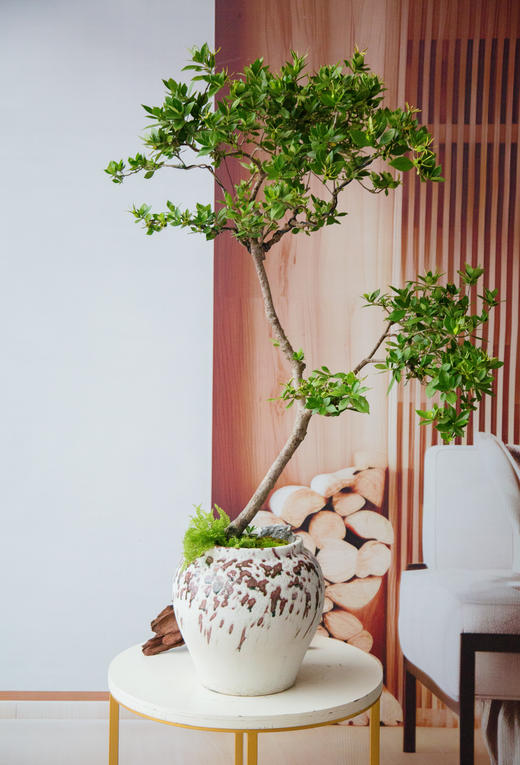 造型栀子花 商品图0