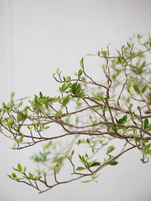 海岛栀子花 商品图2