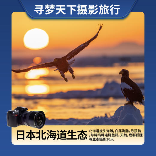 【日本北海道生态】2025年2月5日/15日连发两期 北海道虎头海雕，白尾海雕，丹顶鹤，珍稀鸟种毛脚鱼鸮，天鹅，鹿群狐狸等生态摄影10天 商品图0