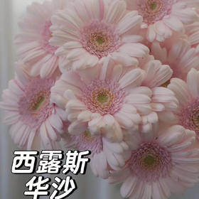 非洲菊.华沙