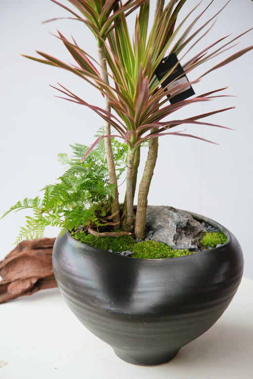 千年木 商品图1