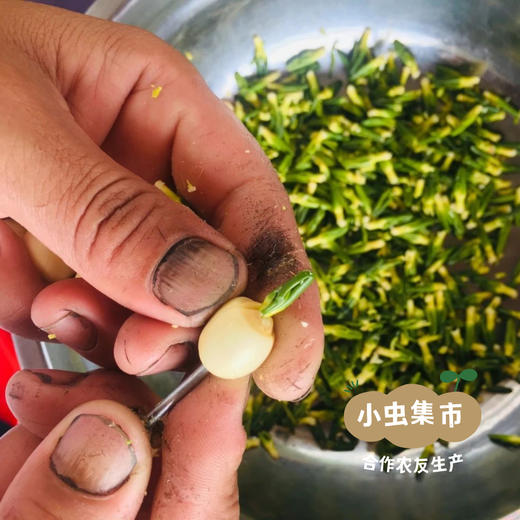 生态莲芯 50g/罐 | 合作农友生产，来自福建南平，生产者：江禄 ＆【公平贸易农人定价】 商品图11