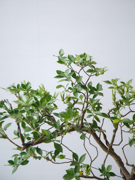 造型栀子花 商品图2