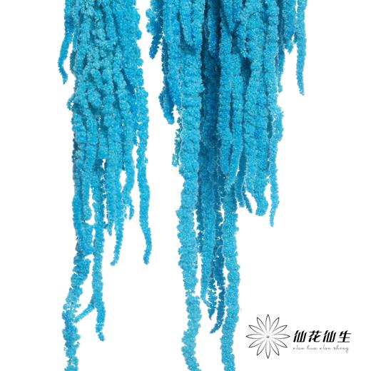 永生花材 ｜ 吊米蒂芙尼蓝 商品图2