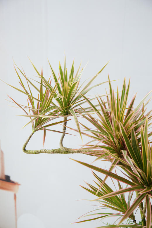 千年木 商品图2