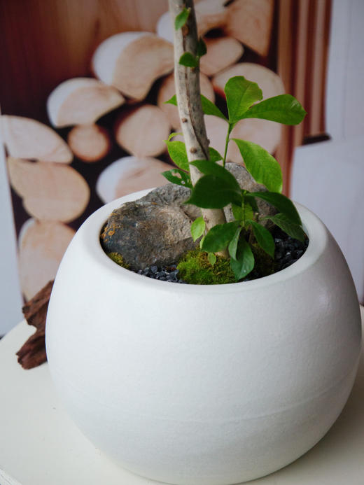 造型栀子花 商品图1