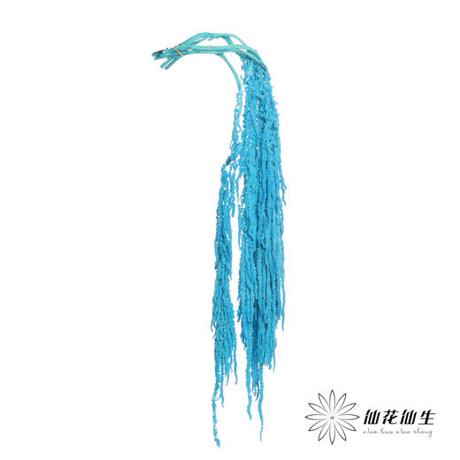 永生花材 ｜ 吊米蒂芙尼蓝 商品图1
