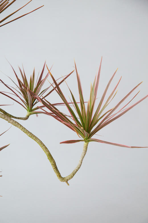 千年木 商品图2