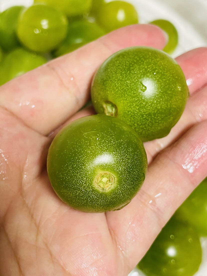 青霞小番茄＃听我的劝，一定要整个塞嘴里再嚼，真的会爆浆的！清爽干净，浓郁鲜甜，一口带瓤，回味那是无穷的鲜～