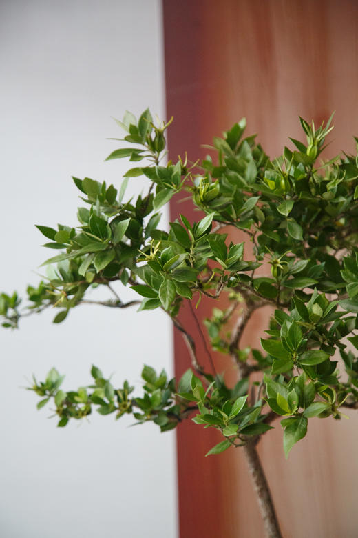 造型栀子花 商品图2