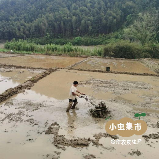 生态莲芯 50g/罐 | 合作农友生产，来自福建南平，生产者：江禄 ＆【公平贸易农人定价】 商品图13