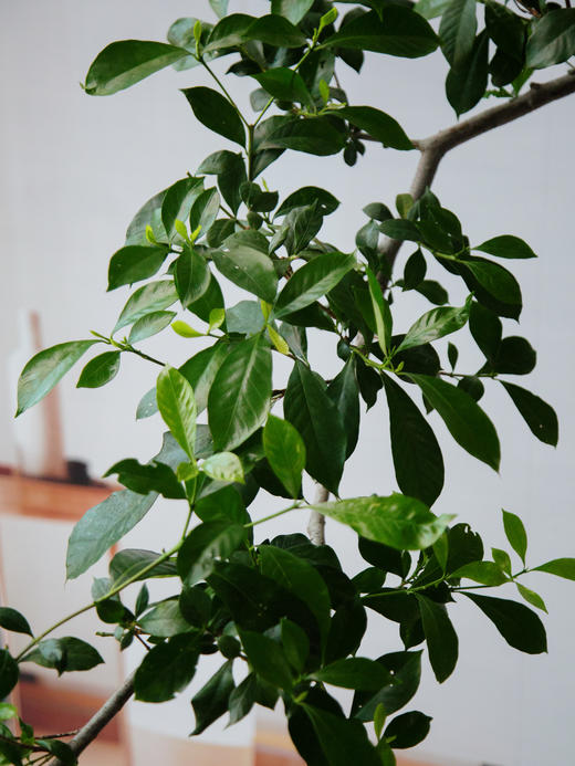 造型栀子花 商品图2