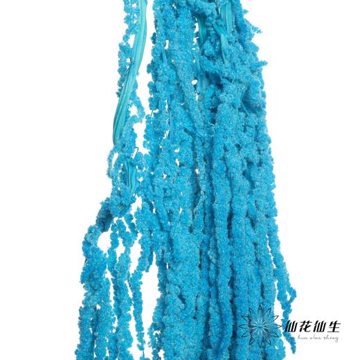 永生花材 ｜ 吊米蒂芙尼蓝 商品图3