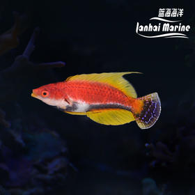 黑腹快闪龙 公