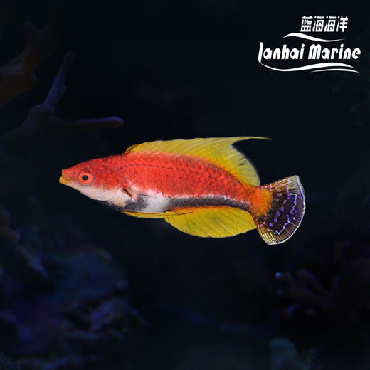 黑腹快闪龙 公 商品图0