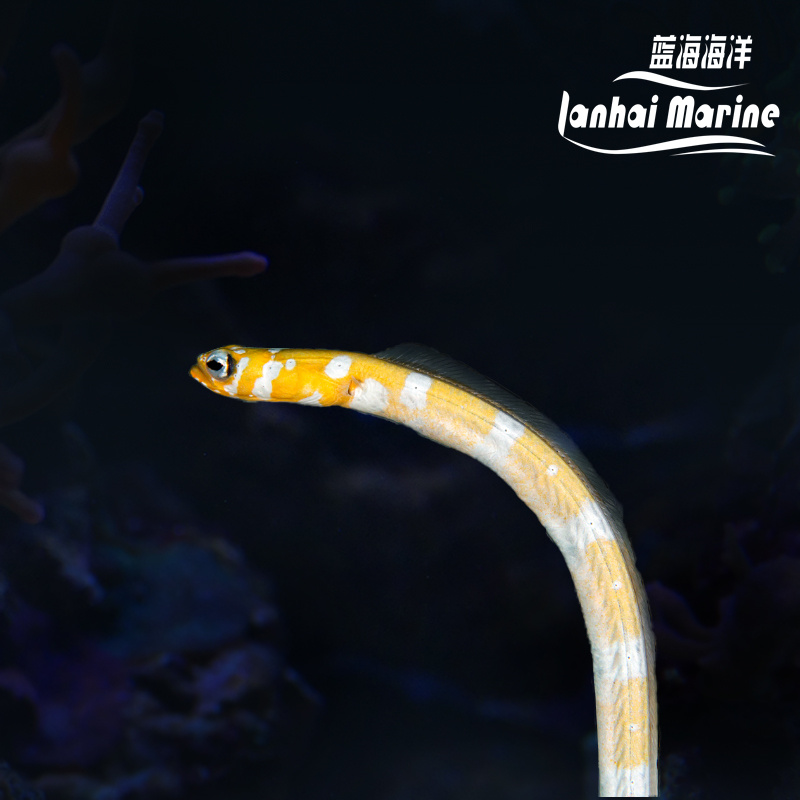 橙花园鳗