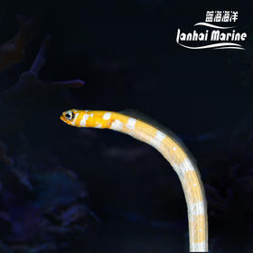 橙花园鳗