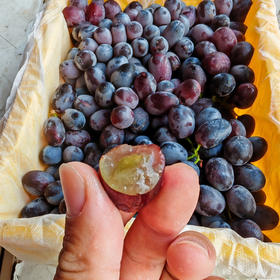 黑香妃葡萄是新疆特有的品种，老品种！甜度高，有淡淡香味，无籽，花青素含量比一般葡萄要高！净约4斤/箱