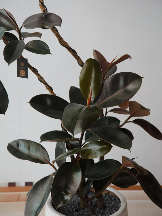 造型黑金刚 商品图1