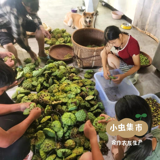 生态莲芯 50g/罐 | 合作农友生产，来自福建南平，生产者：江禄 ＆【公平贸易农人定价】 商品图7