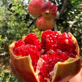 因为它我才爱上吃石榴，大口嚼不吐籽，像咬了泉眼。 