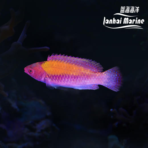 紫头橙背雀 商品图0