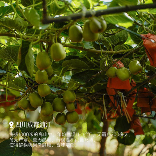 【红心猕猴桃 预售3天】光滑无毛，剥皮不麻烦，九甜一酸的口感，越吃越美的水果~ 商品图4