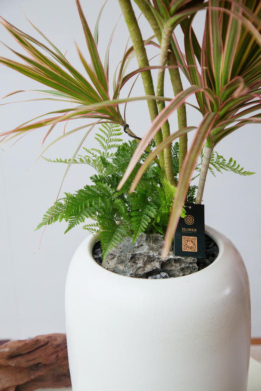 千年木 商品图1