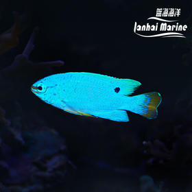 橙尾蓝魔