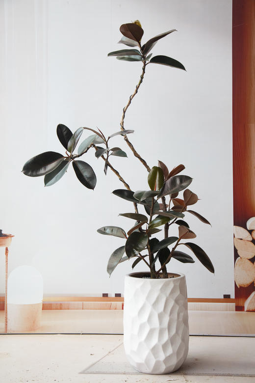 造型黑金刚 商品图0