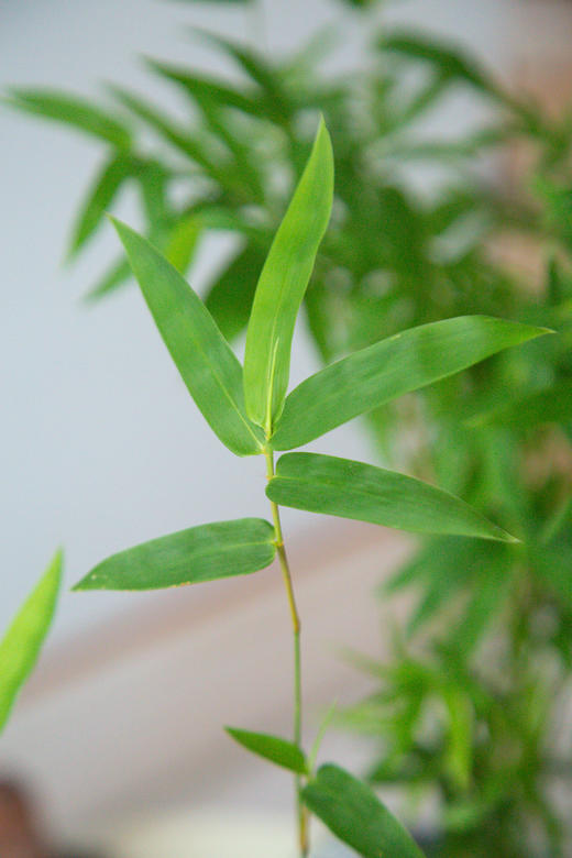 苔藓球姬翠竹 商品图2