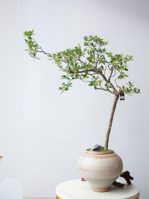 造型栀子花 商品图0