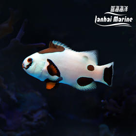 人工熊猫小丑 B级