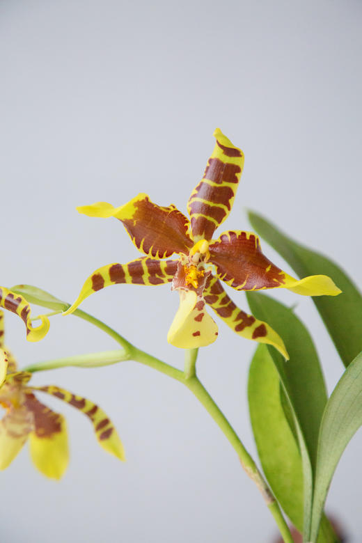 卡特兰-大黄蜂 商品图1